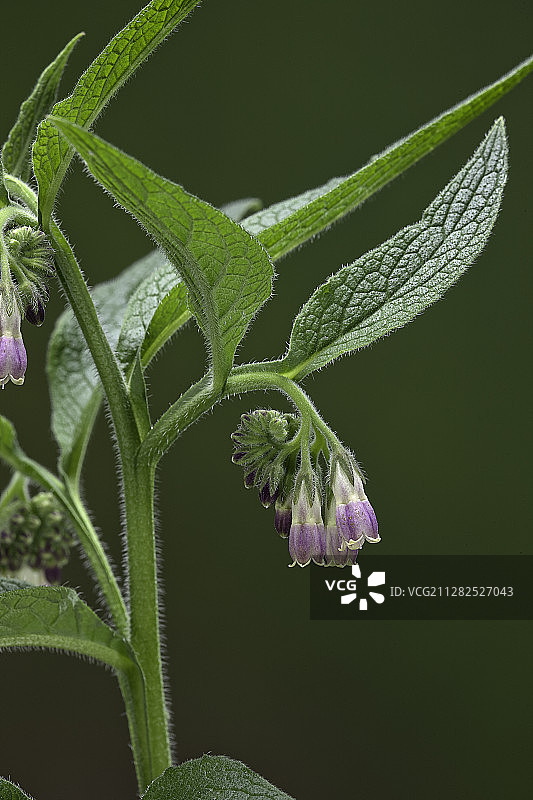 聚合草图片素材