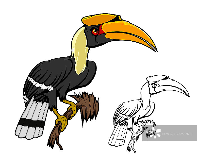 热带犀鸟图片素材