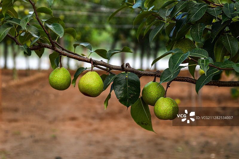树上的梨图片素材