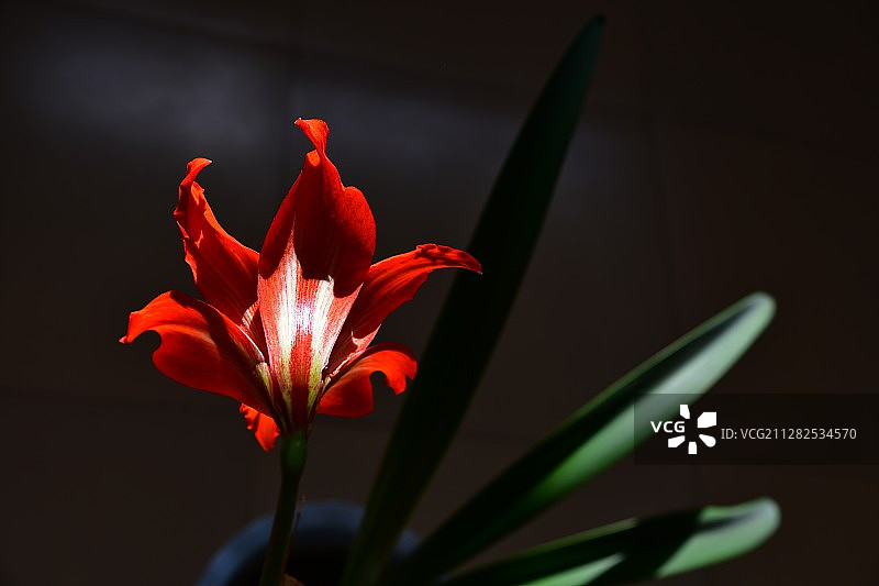 盛开的君子兰图片素材