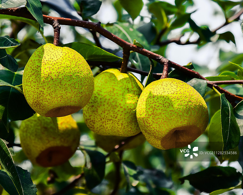 树上的梨图片素材