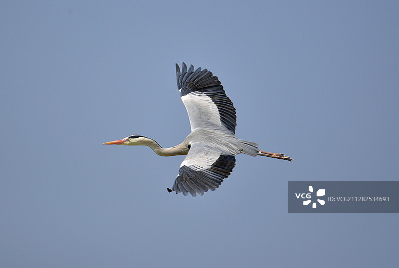 展翅飞翔的苍鹭图片素材