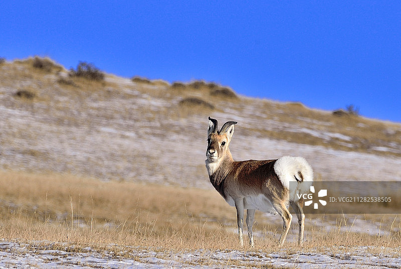帅哥(中华对角羚)图片素材