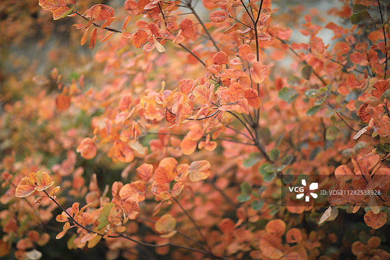 香山红叶图片素材