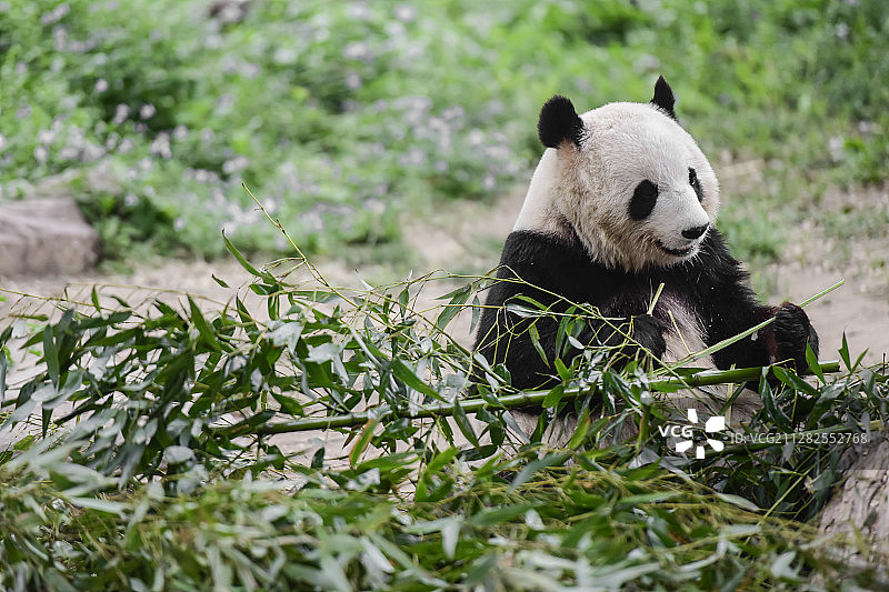 北京动物园，园里的闲散时光图片素材