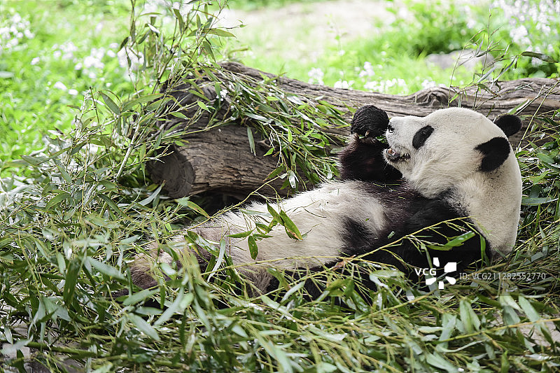 北京动物园，园里的闲散时光图片素材