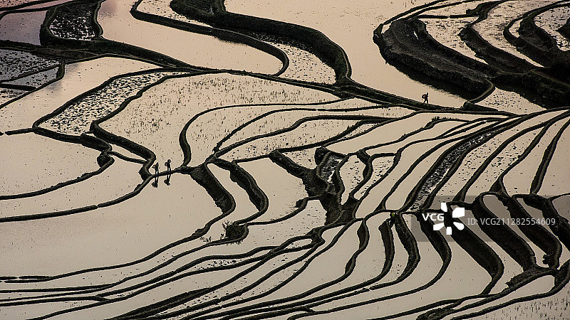 元阳梯田，最美的时光图片素材