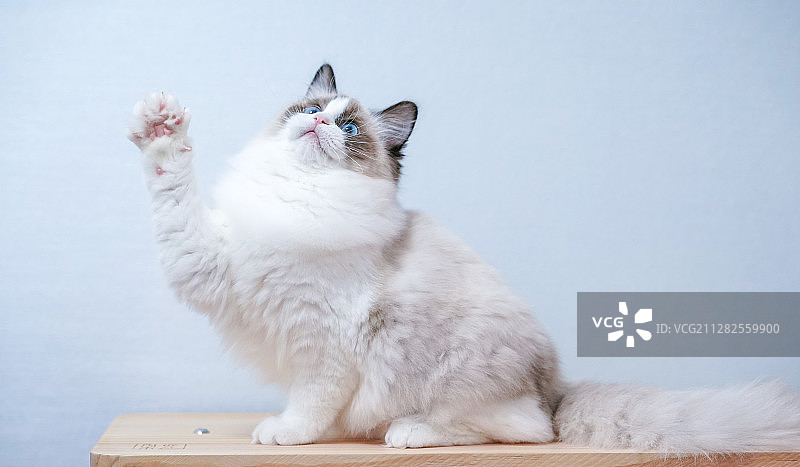 布偶猫图片素材