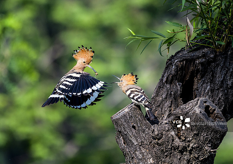 戴胜鸟喂食图片素材