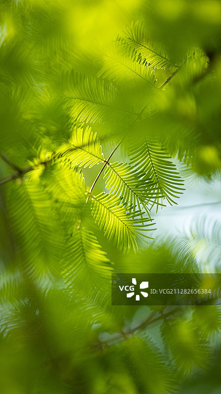 杉树嫩叶图片素材
