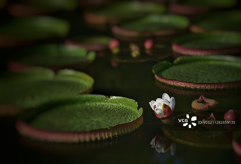 【王莲花开】图片素材