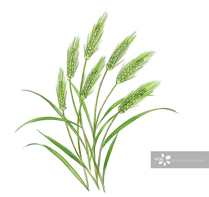 小麦水墨画图片素材