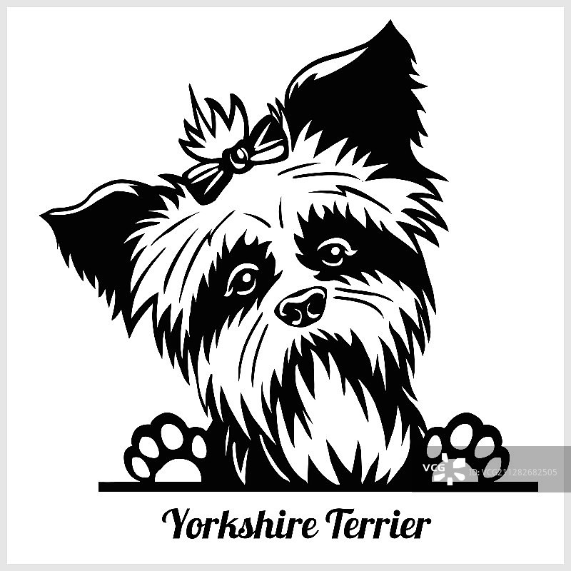 约克夏犬面部特写图片素材