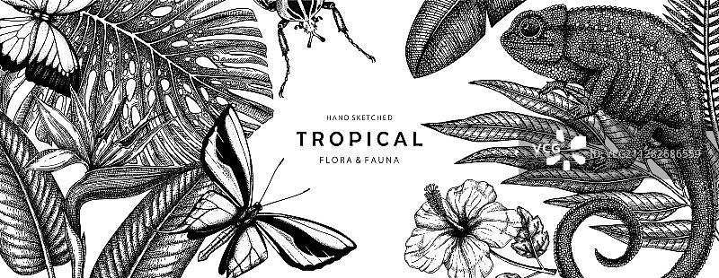 手绘热带banner设计边框图片素材