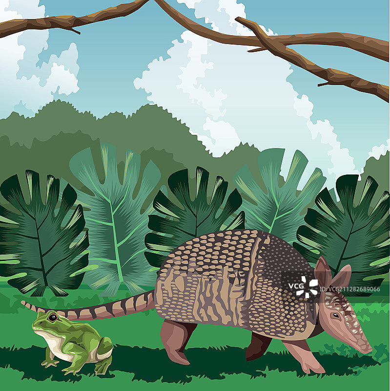 犰狳和青蛙树叶热带动物群图片素材