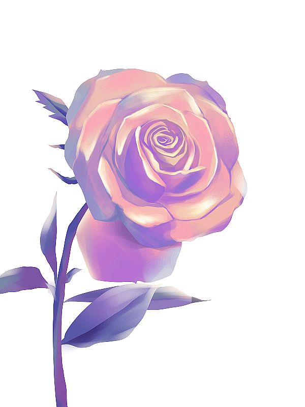 玫瑰花图片素材