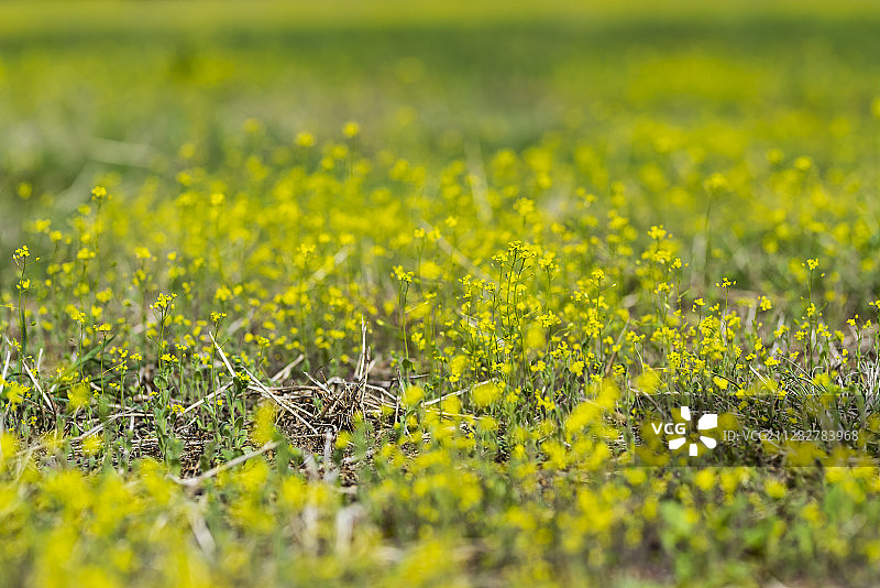 户外油菜花摄影图片素材