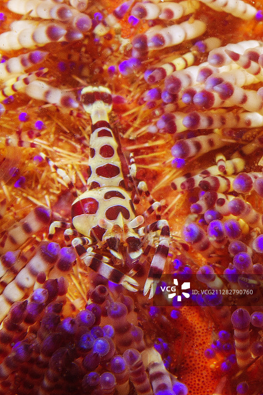 科尔曼虾在多变的火焰海胆中图片素材