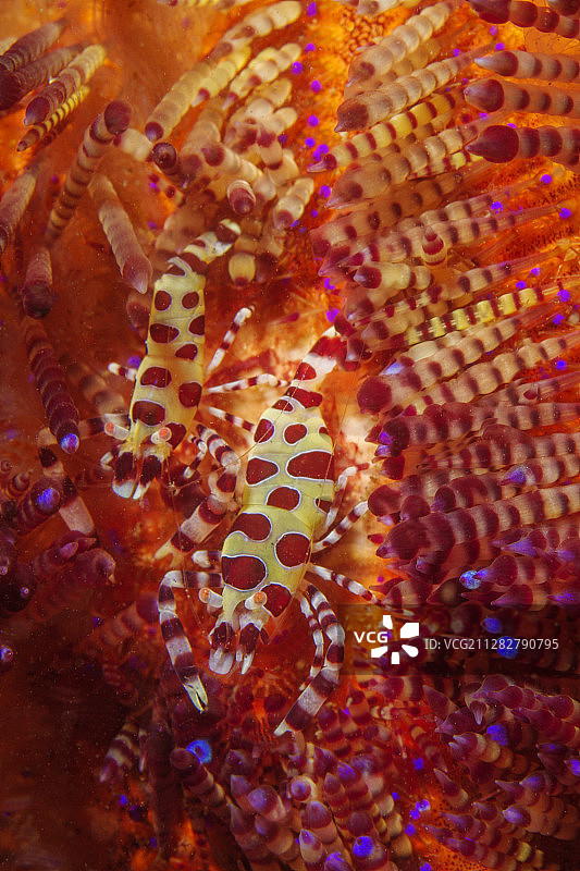 一对科尔曼虾在多变的海胆中图片素材