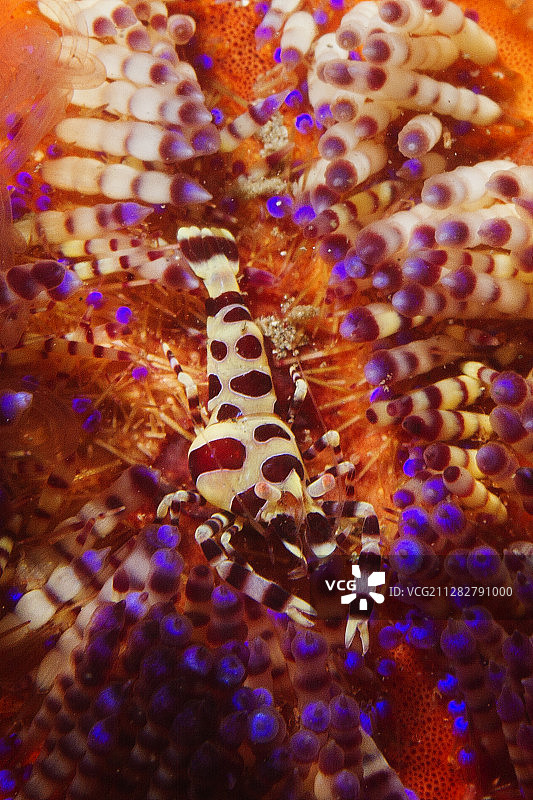 科尔曼虾在多变的火焰海胆中图片素材