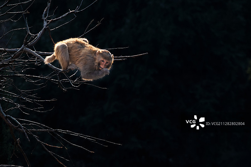 野生猕猴在树上就像是哨兵一样图片素材
