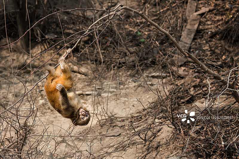 太行山野生猕猴在树上荡秋千图片素材
