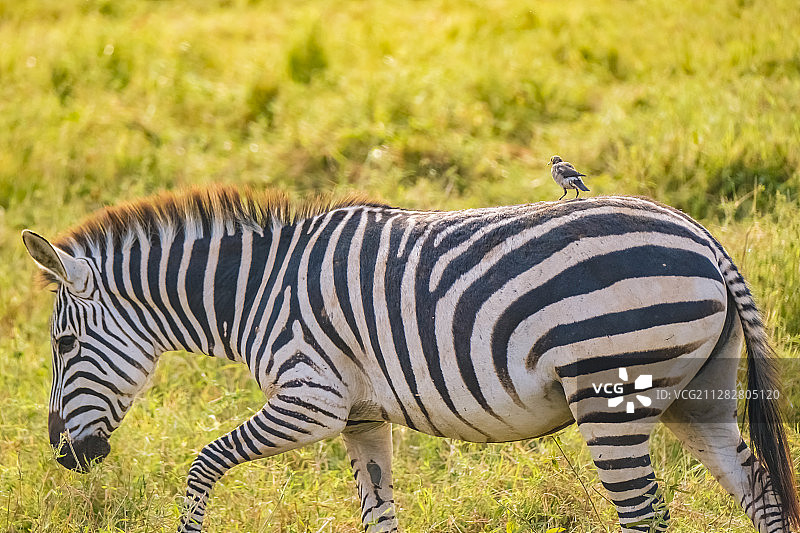 肯尼亚马赛马拉国家公园斑马～带我一起走图片素材