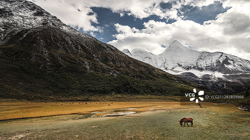 蓝天白云下的洛绒牛场（草原、雪山、牧场）图片素材