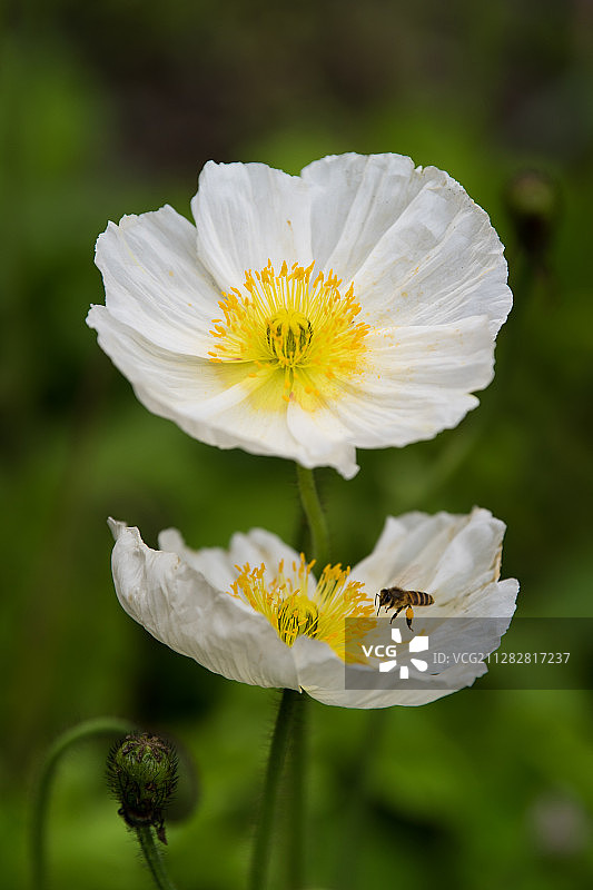 蜜蜂与野罂粟图片素材