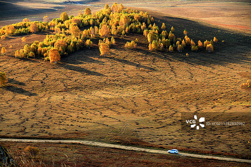 白桦林图片素材