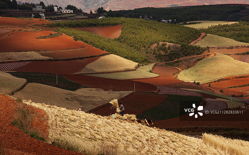 云南东川红土地上收获的场景图片素材