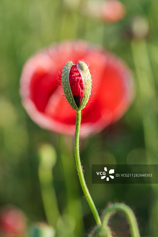 虞美人图片素材
