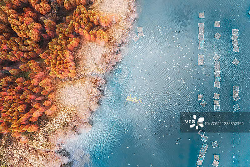 昆明滇池 冬季天使 红嘴鸥图片素材