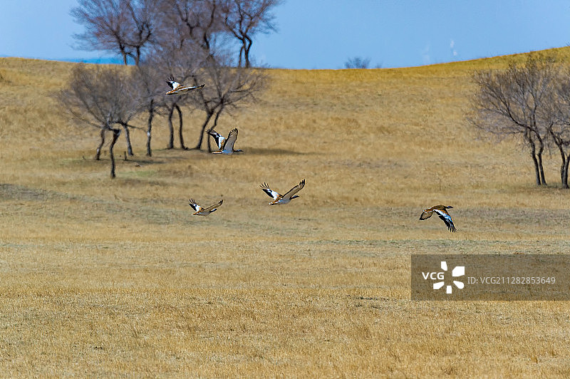 飞翔的大鸨图片素材