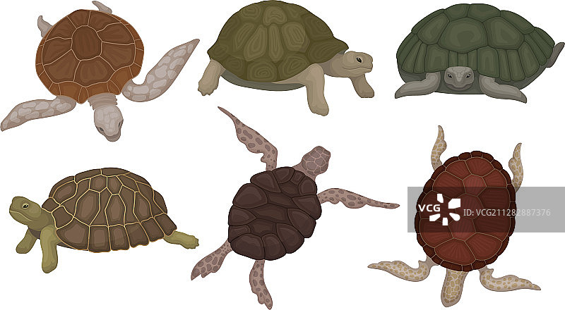 不同的海龟和陆龟图片素材