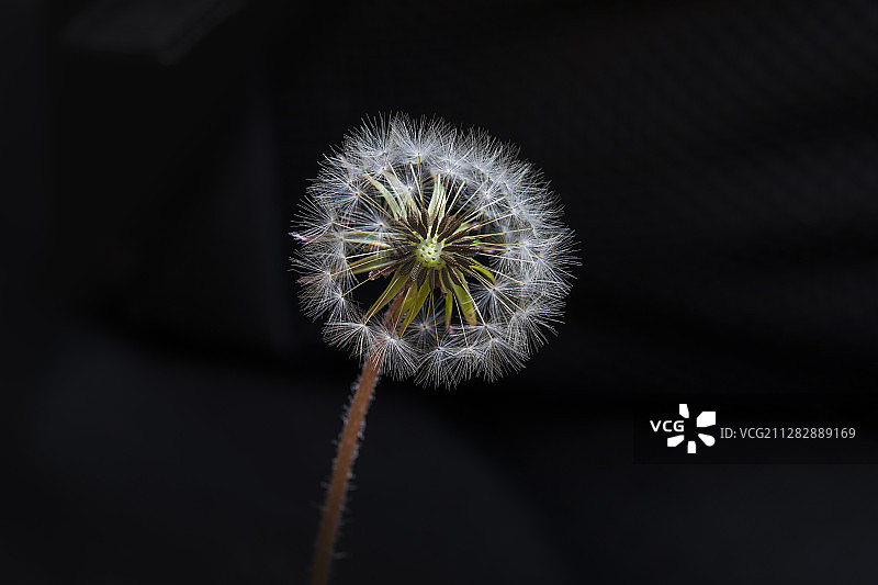 黑背景的蒲公英图片素材