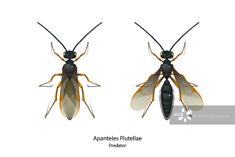 菜蛾绒茧蜂图片素材