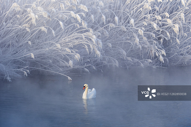 天鹅湖图片素材