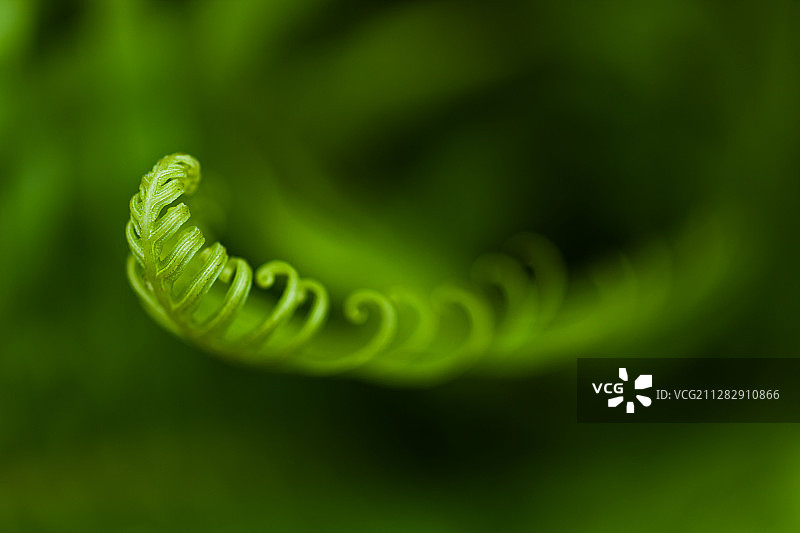 凤尾蕨嫩叶图片素材