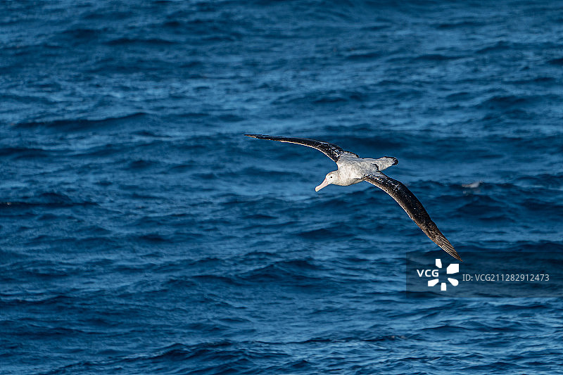 漂泊信天翁图片素材