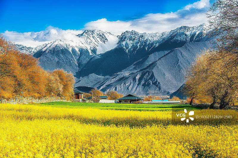 波密如纳村油菜花图片素材