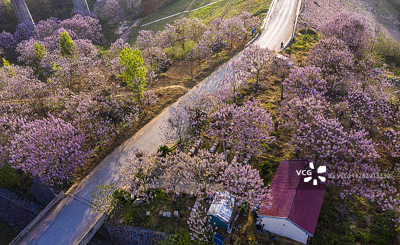 花下的蜂场图片素材
