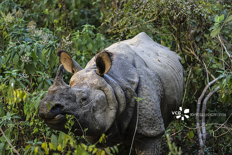 濒临灭绝的尼泊尔奇特旺国家公园的独角印度犀牛图片素材