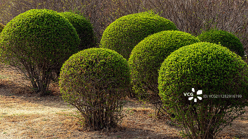 园林绿植图片素材