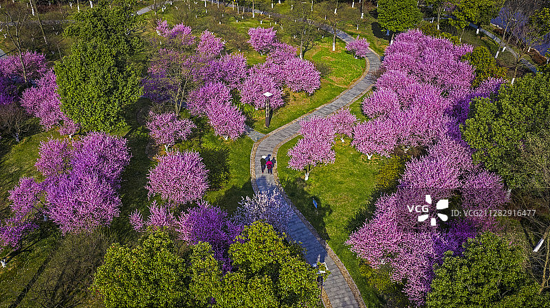 梅花 樱花图片素材