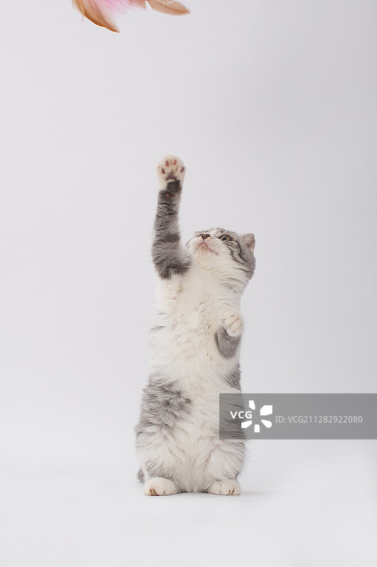 宠物猫咪幼猫图片素材