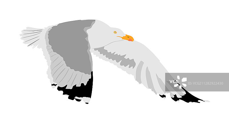 白色背景上的孤立海鸥图片素材