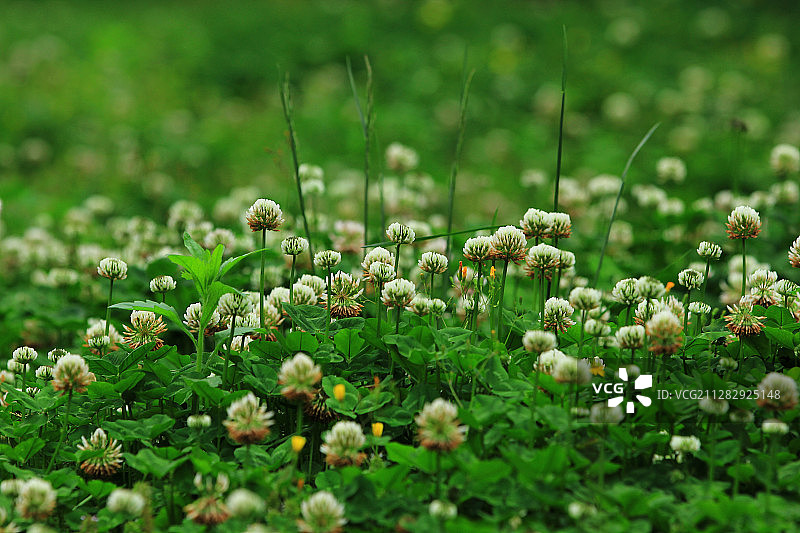 春天的车轴草图片素材