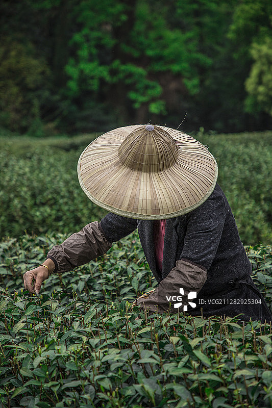 采茶人图片素材