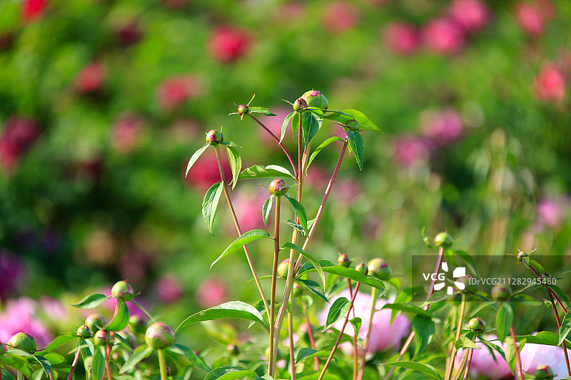 牡丹花花蕾图片素材